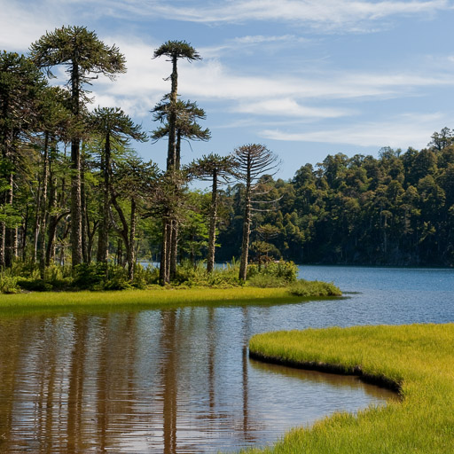 2008 Araucaria