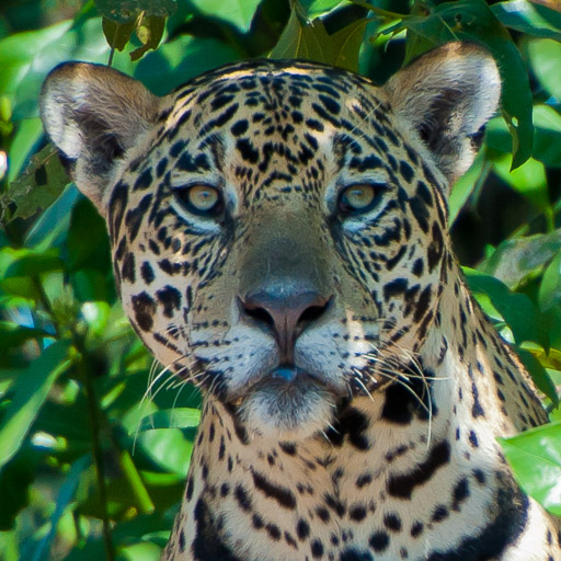 2011 Pantanal