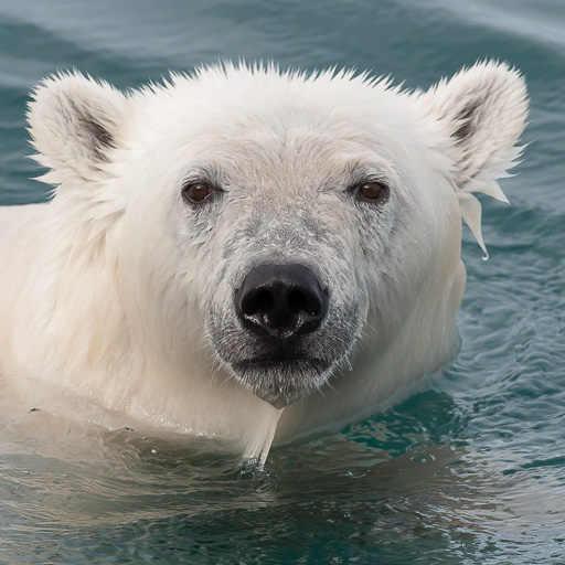 2013 Spitsbergen