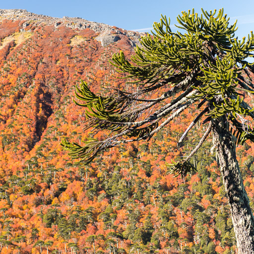 2014 Autumn Colours