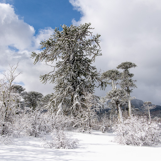 2021 Conguillío in Winter