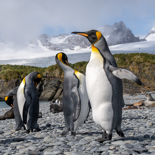 2024 Falkland and South Georgia Islands